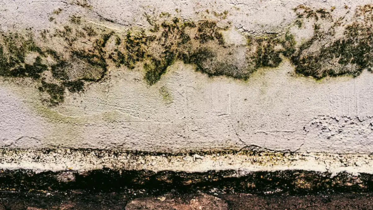 Green and black mold growing along the bottom of a wall