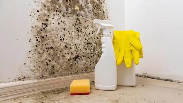 Mold on a wall above a baseboard next to a spray bottle, sponge and gloves